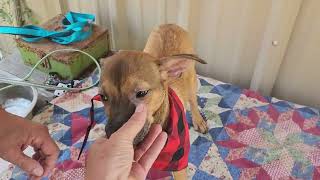Video preview image #1 Mutt Puppy For Sale in Bandera, TX, USA