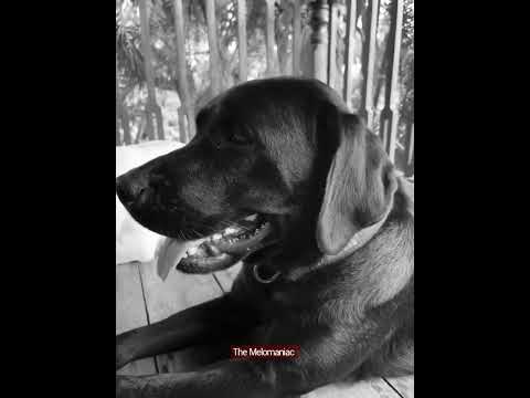 Pukaar [Teaser] - Ritviz - Mimmi - The Melomaniac