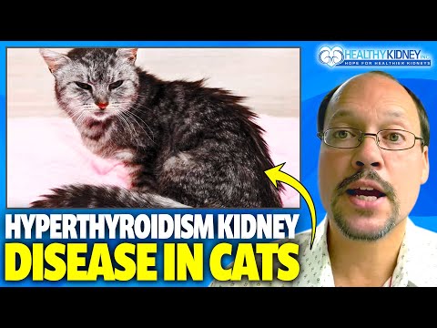 What To Feed A Cat With Hyperthyroidism And Kidney Disease? | Hyperthyroidism And Kidney Disease CKD