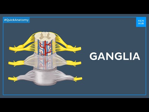 Types of ganglia - Quick Anatomy | Kenhub