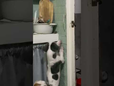 Mice hunting part 1~naji #shorts #cute #pets #dog #doglover