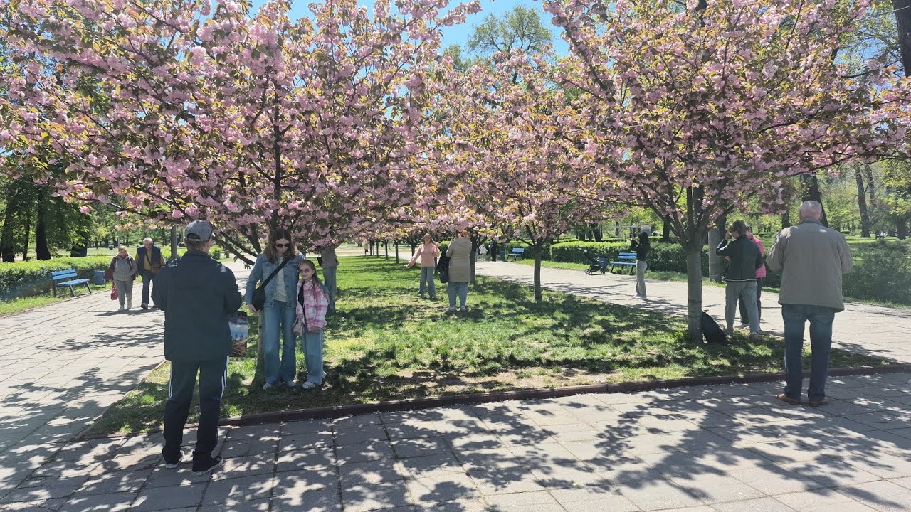 Запорожье ШИКАРНАЯ КРАСОТА В ГОРОДЕ СЕЙЧАС 03.05.2026