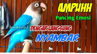 Download lagu Sekali PUTAR LOVEBIRD DIAM LANGSUNG NYAMBAR, Suara  Lovebird Fighter Ngekek Panjang Pancing EMOSI mp3 Download lagu Sekali PUTAR LOVEBIRD DIAM LANGSUNG NYAMBAR, Suara  Lovebird Fighter Ngekek Panjang Pancing EMOSI mp3