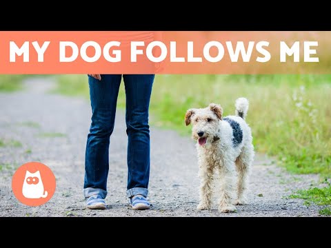 Why Does My DOG FOLLOW Me Everywhere? 🐶🐾 (5 Reasons)
