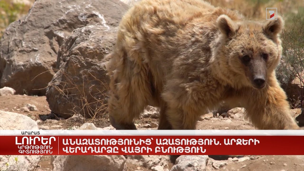 Անազատությունից՝ ազատություն. արջերի վերադարձը վայրի բնություն