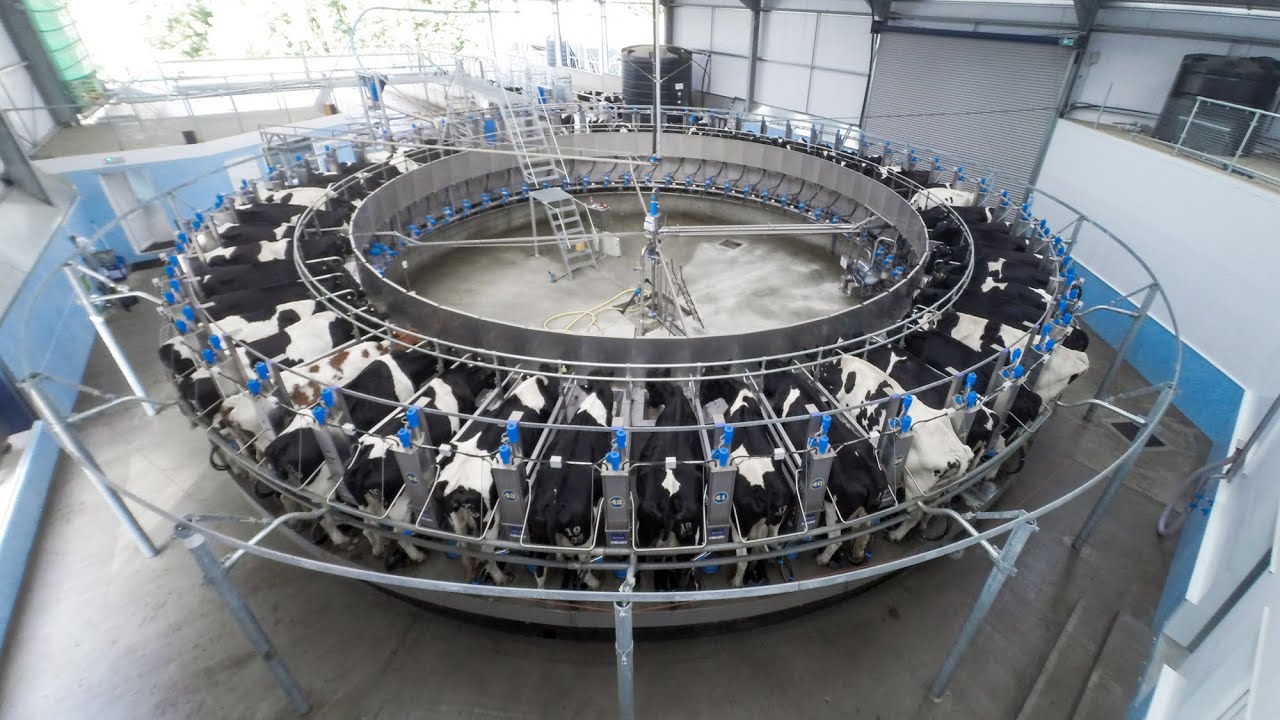 Ферма Дэвида Берроуз в Великобритании – Современные методы в животноводстве