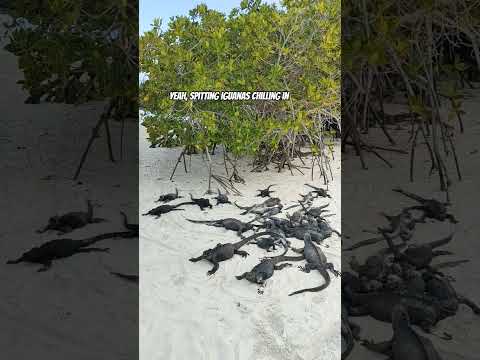 Marine Iguanas Chillin' - Santa Cruz Island #travel #ecuadortravel #galapagos