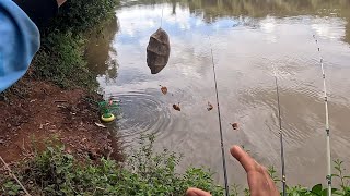 Essa técnica faz a Pescaria de curimba parecer fácil inacreditável uma atrás da outra Rio turvo 