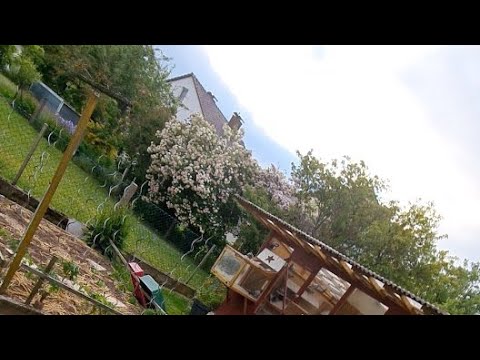 Eugen_Tauben geht live! War nur ein Test für Sonntag! Sonntag 17 Uhr!