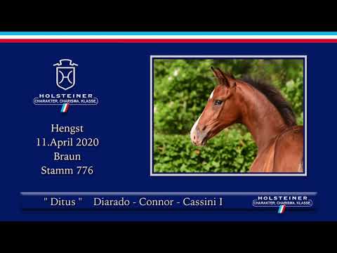 Holsteiner Elite-Fohlenauktion | Nr. 17 v. Diarado - Connor