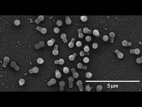 Brésil : Découverte de deux nouveaux Tupanvirus, des virus géants