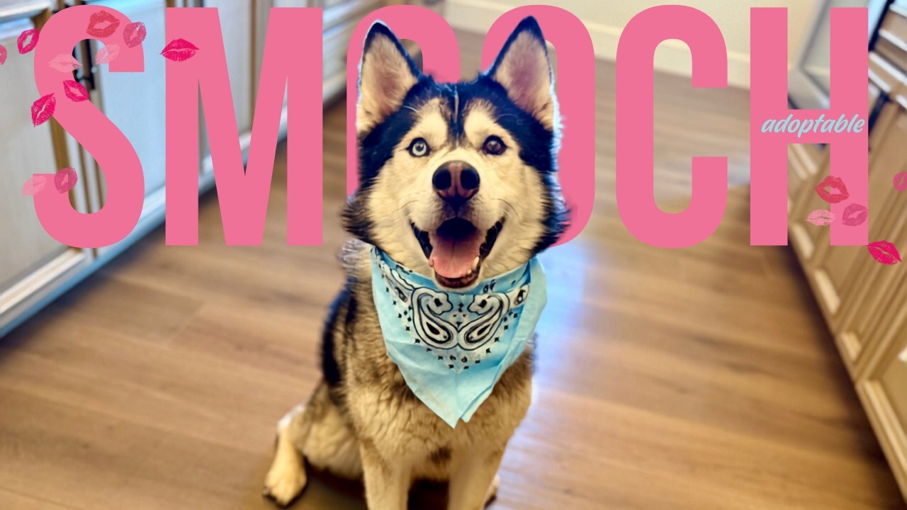 Smooch Summit of Love, a Adoptable mixed breed in Blaine, WA video 2/6