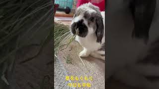 草もぐ動画です。