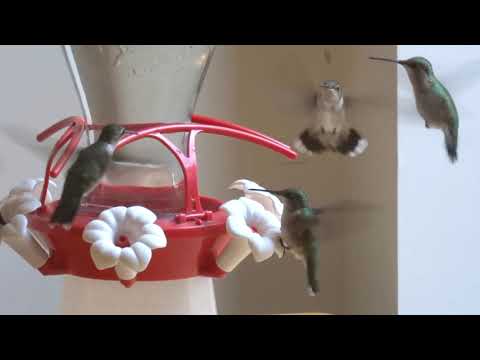 Busy Hummingbird Feeder in My Room