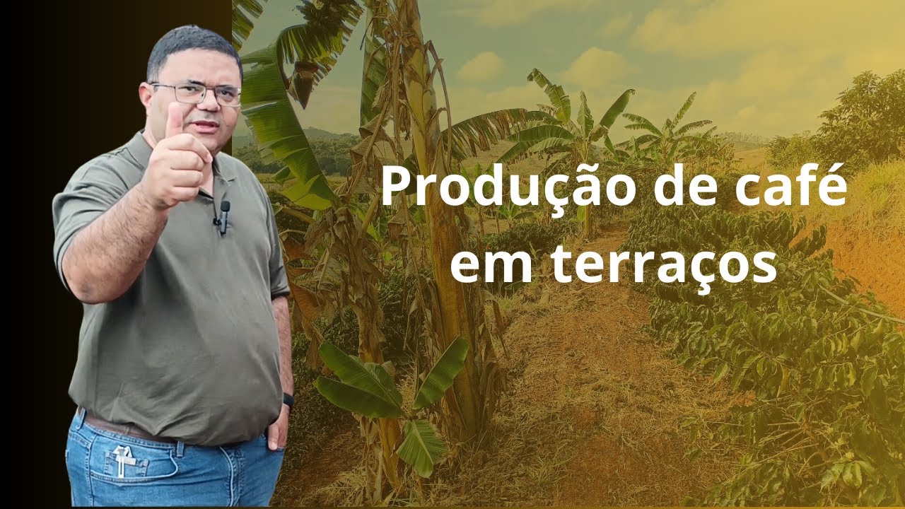 Produção de café em terraços agrícolas