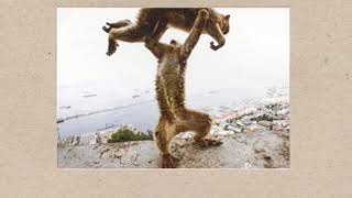 Shellac Riding Bikes