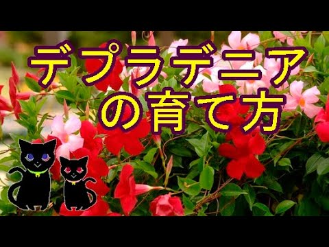 2022 年の屋内植物の水やりには注意してください