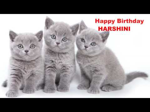Harshini  Cats Gatos   Happy Birthday