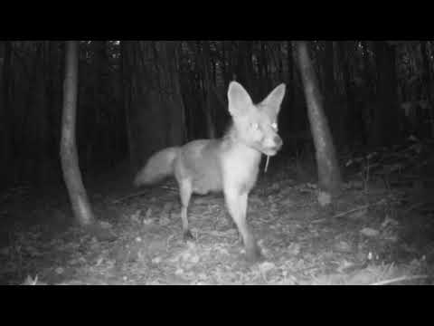 Fuchs mit jungen Biber als Beute, aufgenommen mit der Wildkamera Crenova PH760