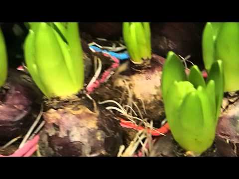 Hyacinthus orientalis