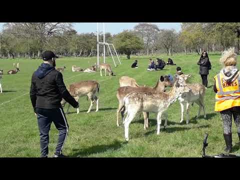Nasreen in phoenix park Dublin 2021