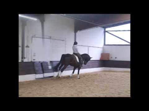 DON GRAVALLO 5j. v. Don Frederico - A Jungle Prince VB 6.500,- Euro