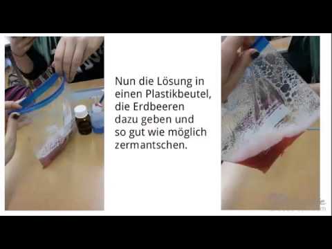 DNA-Extraktion selbstgemacht