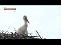Why Ukraine S Carpathians Provide The Perfect Habitat For White Storks