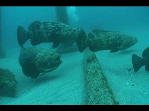 Jupiter diving with Narcosis Dive Charters 1/17/11 pt. 2