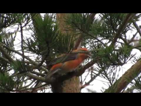 Common Crossbill