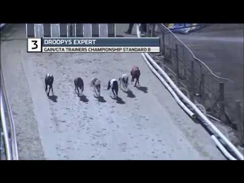 2019 TRAINERS CHAMPIONSHIP - STANDARD B - T3 DROOPYS EXPERT