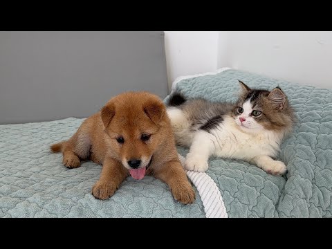 YouTube 썸네일