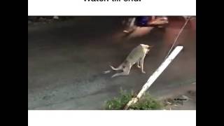 The dog pranks people watch until the end