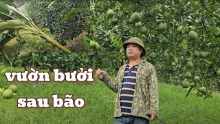 After Storm No. 3 (wipha) What to Do to Help Grapefruit Trees Recover Quickly and Bear Sweeter Fr...