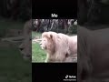 fun lion calling the mayor