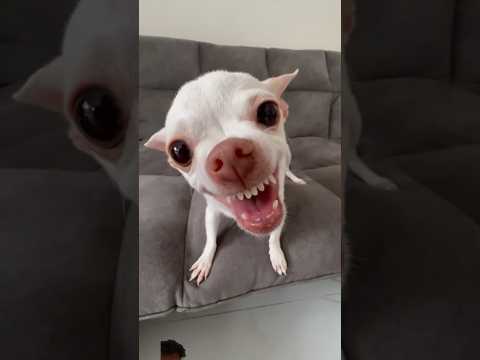 Kuchi Kuchi video #chihuahua #dog #funny #pets #puppy #animal #funnydog #kuchikuchi #kuchi #kuchiku