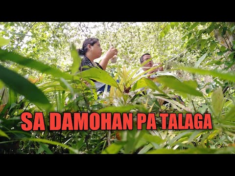 NAKU HULI CAM.SA DAMOHAN