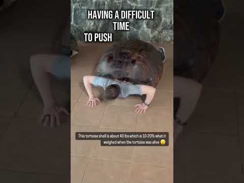 Lifting A 40 Pound Tortoise Shell