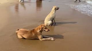 ചിലർ അങ്ങനെയാ #beach #dog #travel #india #tamilnadu #tamil #human