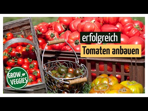 , title : 'Tomaten erfolgreich anbauen | Tipps: Aussäen, Vorziehen, Anzucht, Pikieren, Pflanzen, Pflegen'