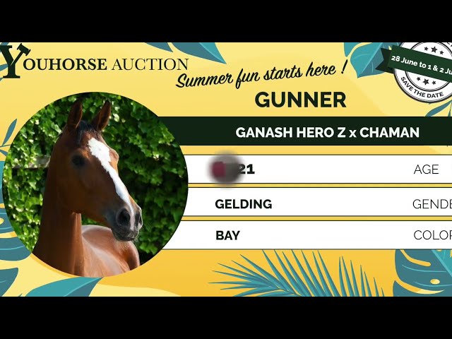 Gunner Z just saddle broken
