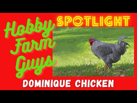 , title : 'HFG Farm Animal Spotlight: Dominique Chicken'
