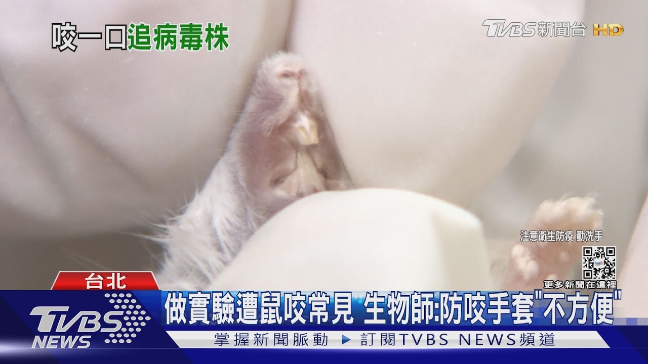 被問鼠咬染疫 陳時中微怒:要一次抓來看
