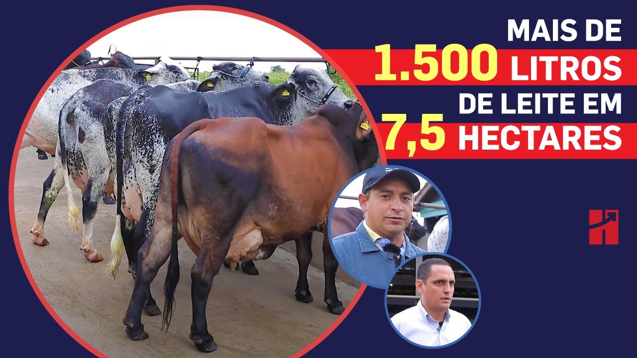 Mais de 1.500 litros de leite em 7,5 hectares no Sítio Fortaleza