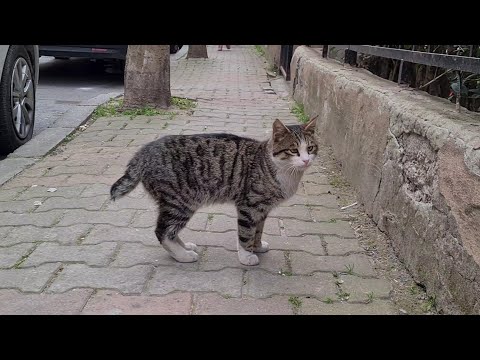 The tailless scaredy cat is circling around asking me for food.