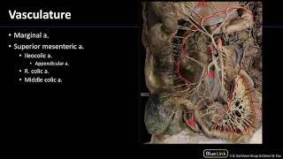 Abdominal Vasculature - Dissection Supplement