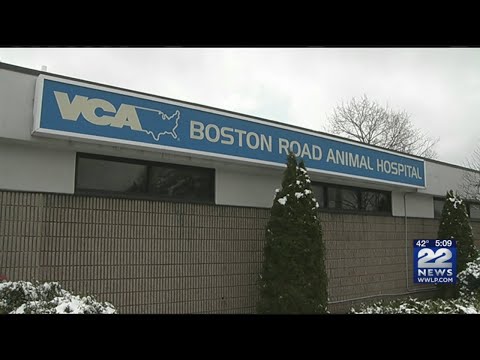 download lagu mp3 mp4 24 Hour Vet Windsor, download lagu 24 Hour Vet Windsor gratis, unduh video klip 24 Hour Vet Windsor