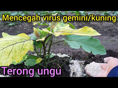 , title : 'Cara pencegahan penyakit virus gemini/virus kuning daun pada terong ungu'