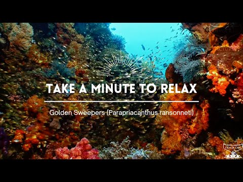 Take a Minute XXVIII : Golden Sweepers (Parapriacanthus ransonneti)