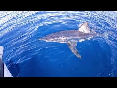 Lo squalo Mako al largo dell'isola del Giglio (Video da Instagram)